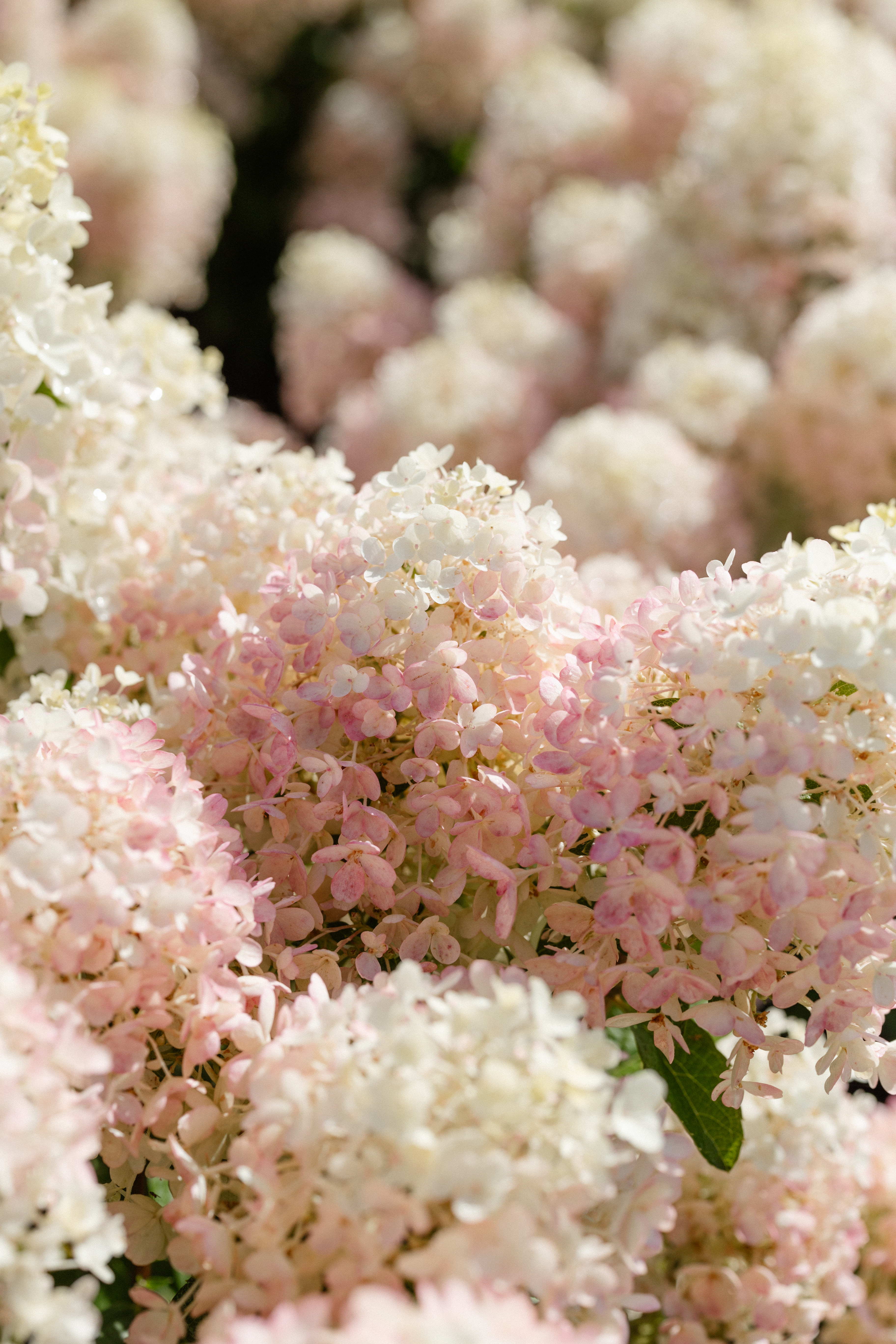 One Floral | Living Creations Milk & Honey®